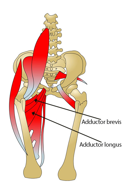 muscles inner thigh: Adductor brevis and adductor longus